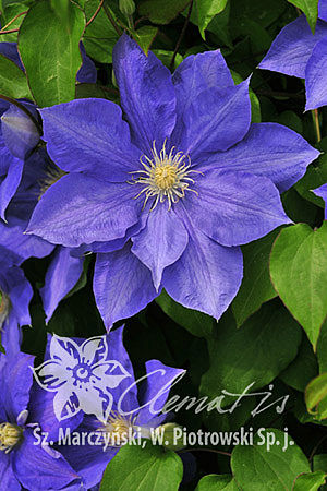 Клематис гибридный Х. Ф. Янг